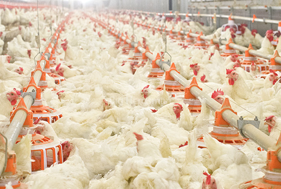 Breeder floor rearing